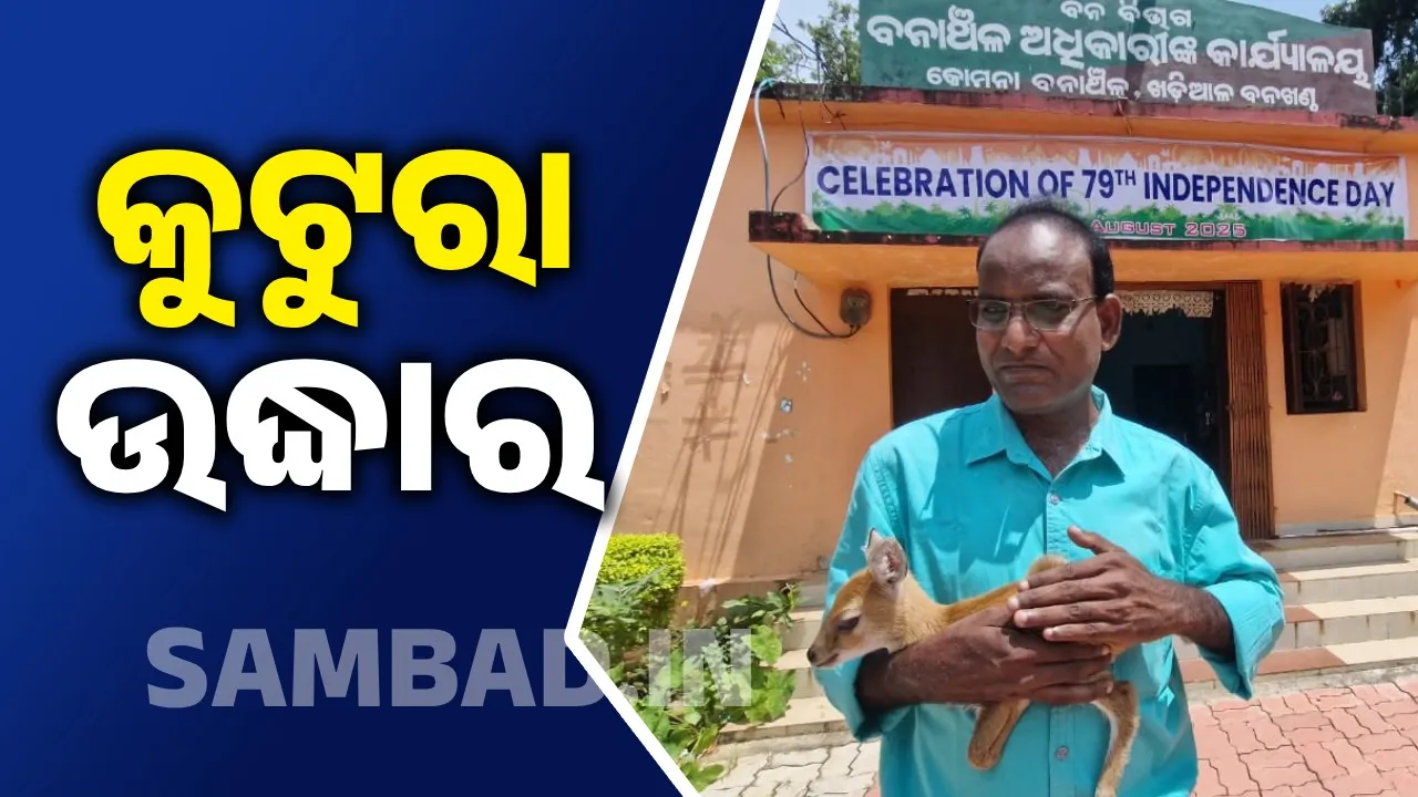  କୋମନାରୁ କୁଟୁରା ଉଦ୍ଧାର,  ଛେଳି ଗୋଠରେ ଚାଲି ଆସିଥିଲା