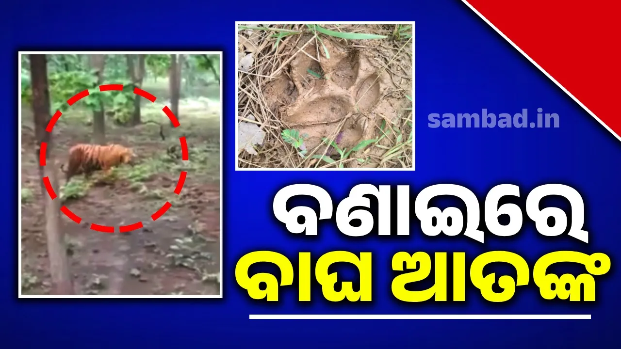  Villagers panic over tiger footprints 