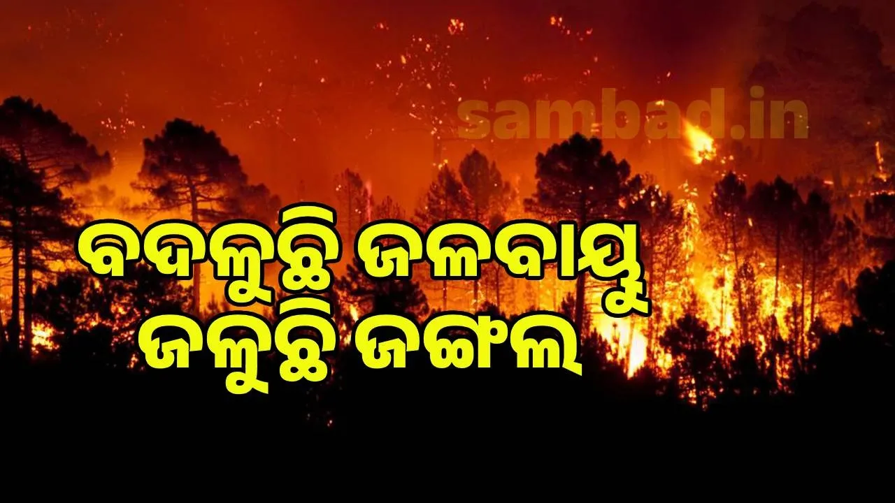  ଜଳବାୟୁ ପରିବର୍ତ୍ତନ ଯୋଗୁ ୨୦୨୫ରେ ୟୁରୋପରେ ରେକର୍ଡ ସଂଖ୍ୟକ ଜଙ୍ଗଲ ଜଳିଛି