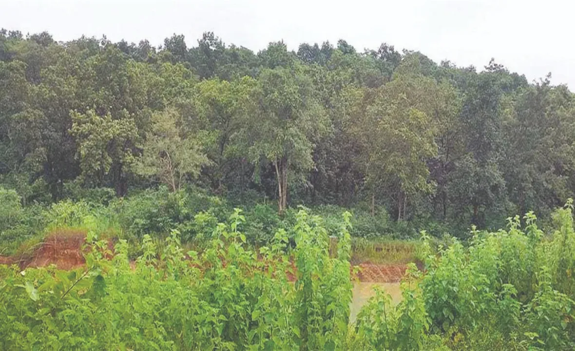  ଖଣିମୁହଁରେ ସବୁଜିମାର ସମାଧି: ନୂଆ ଜଙ୍ଗଲ ସୃଷ୍ଟି କରିବାକୁ ନାହିଁ ‌ଯୋଜନା