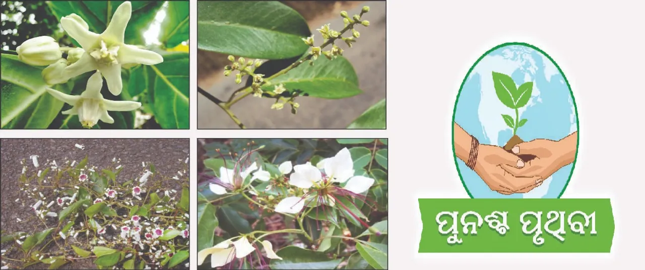  ଜଳବାୟୁ ପରିବର୍ତ୍ତନର ପ୍ରଭାବ: ରାଜ୍ୟରୁ ଲୋପ ପାଇଗଲାଣି ଶ୍ବେତଅରଖ, ବାଇବିଡ଼ଙ୍ଗ