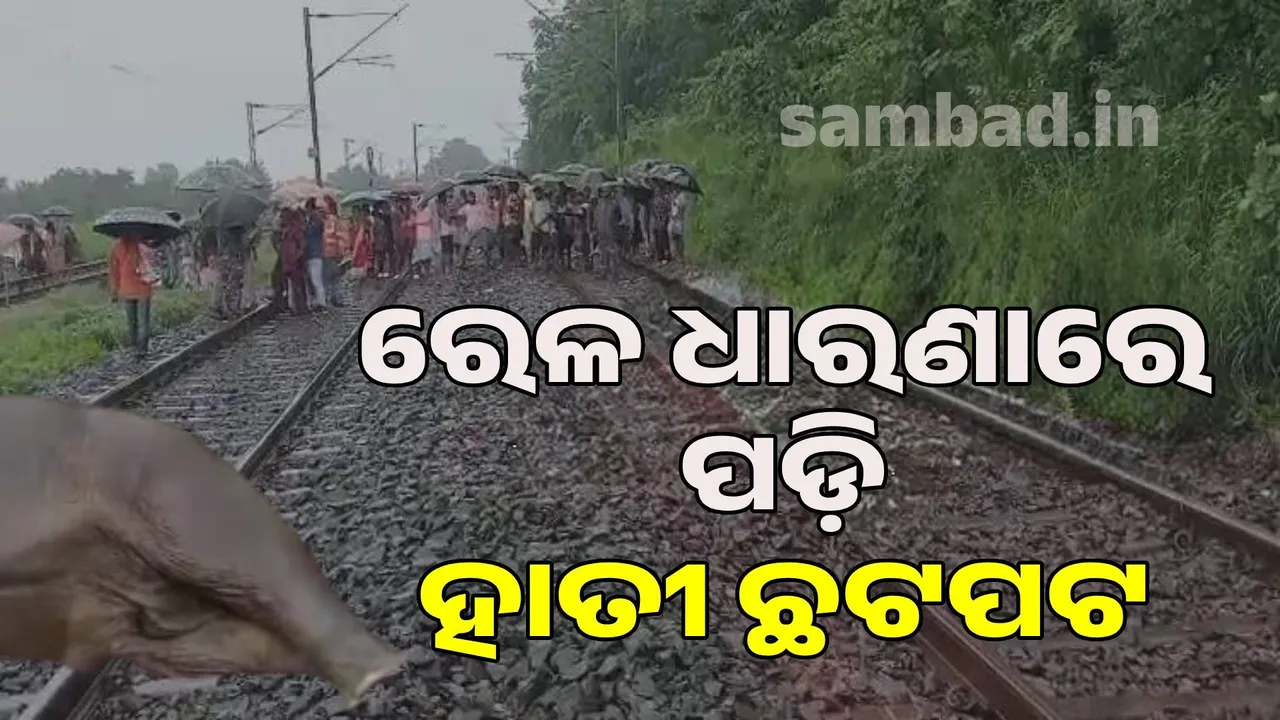  Elephant seriously injured in train collision Photograph: (sambad.in) 