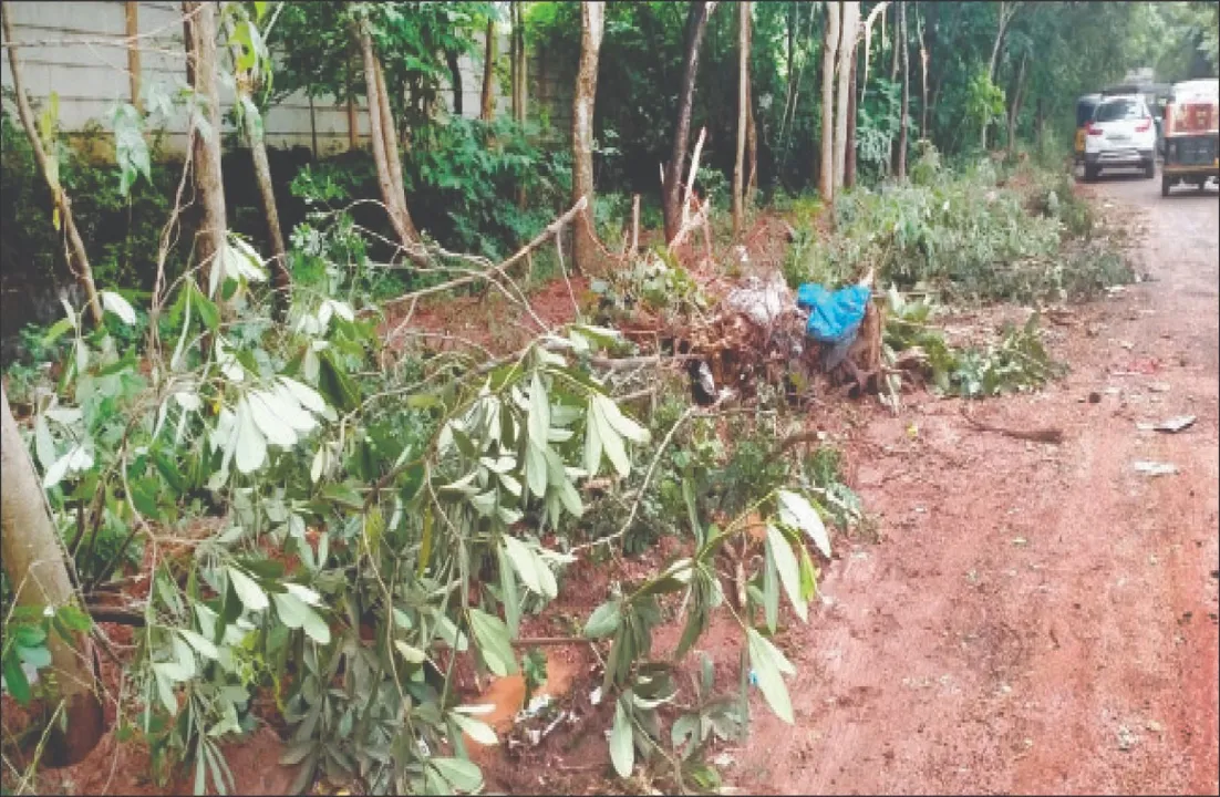  ‌ତିଆରି ହେବ ଭେଣ୍ଡିଂ ଜୋନ୍‌: ବଳିପଡ଼ିବ ୩୦୦ ଗଛ