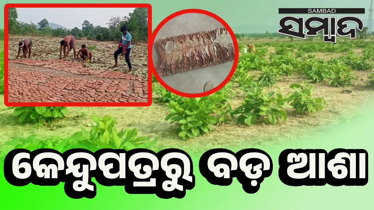  କେନ୍ଦୁପତ୍ର ତୋଳାଳୀ-ବନ୍ଧାଳୀଙ୍କ ମୁହଁରେ ହସ ଫୁଟାଇବ ଓଡ଼ିଶାର ସବୁଜ ସୁନା!