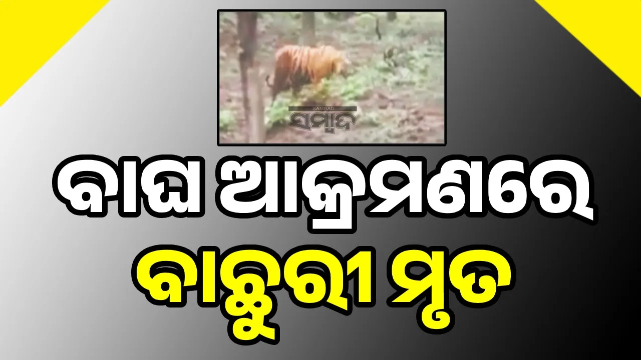  ବାଘ ଆକ୍ରମଣରେ ବାଛୁରୀ ମୃତ