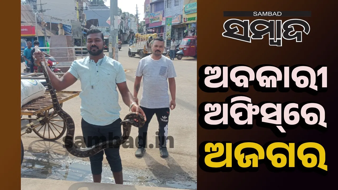  ଅବକାରୀ କାର୍ଯ୍ୟାଳୟ ପରିସରରୁ ୭ଫୁଟର ଅଜଗର ଉଦ୍ଧାର