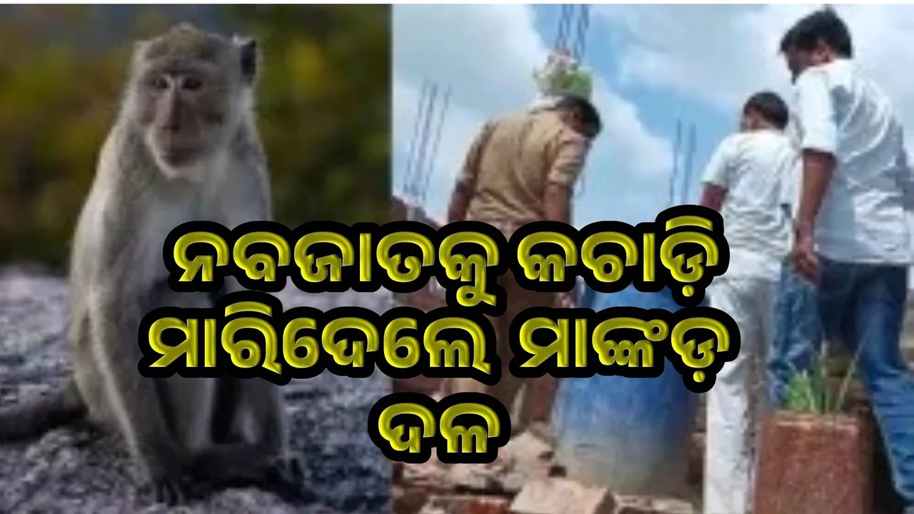  ପାଣି ଡ୍ରମରେ ନବଜାତକୁ ଫିଙ୍ଗିଦେଲେ ମାଙ୍କଡ଼ଦଳ; ଏକମାତ୍ର ଶିଶୁକୁ ହରାଇଲା ମା’