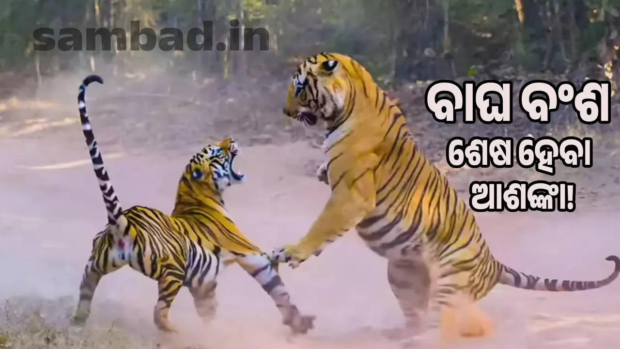 Tiger population at risk of extinction: Hereditary disease has created a plague Photograph: (sambad.in) 