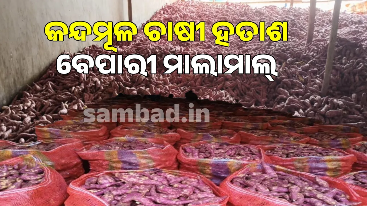  sweet root farmers are desperate, traders are in profit Photograph: (sambad.in) 