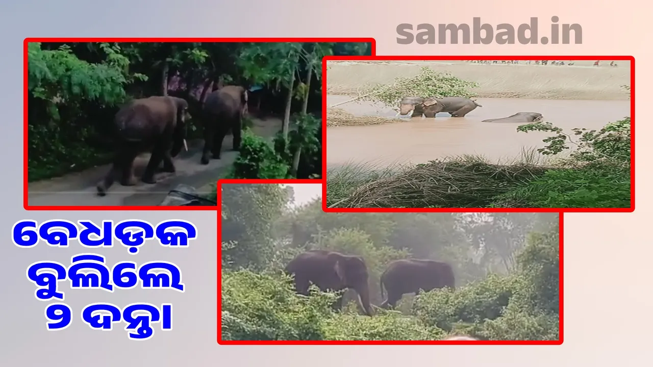  Two tuskar roamed in the village uninhibitedly: They ate rice in the fields, played in the Kushabhadra Photograph: (sambad.in) 
