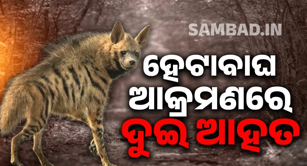  ପୁଣି ହେଟାବାଘ ଆକ୍ରମଣରେ ଦୁଇ ଆହତ: ବନ ବିଭାଗର ସତର୍କ ସୂଚନା ଜାରି