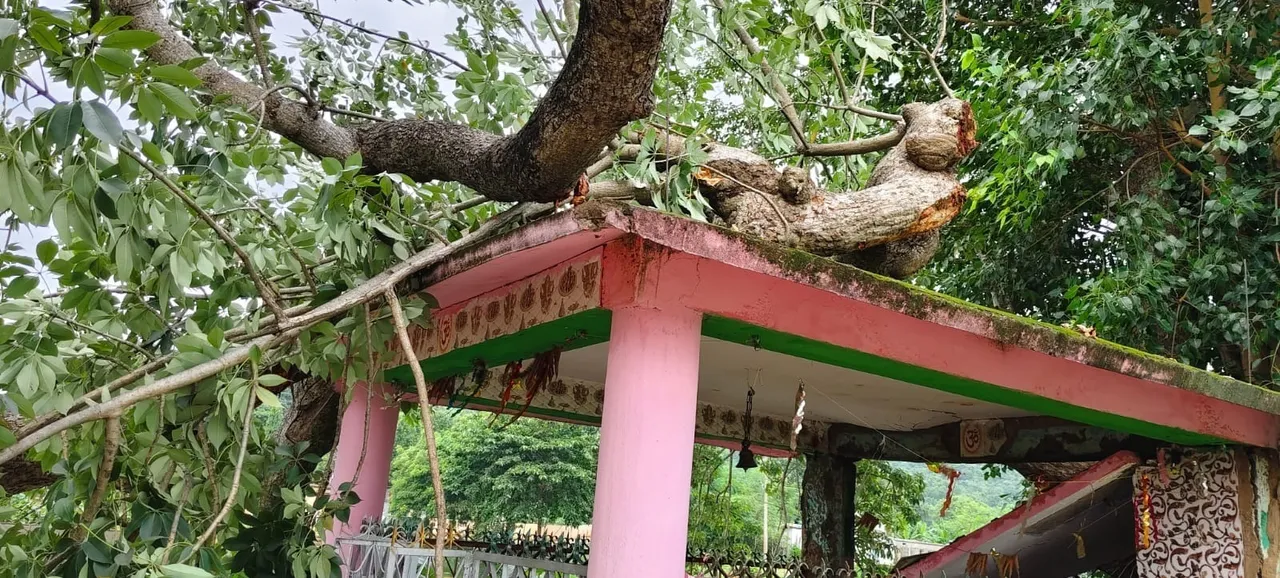  ଶିମିଳି ଗଛ ପଡ଼ି ଭାଙ୍ଗିଗଲା ୨ ଶହ ବର୍ଷର ତାରିଣୀ ମନ୍ଦିର