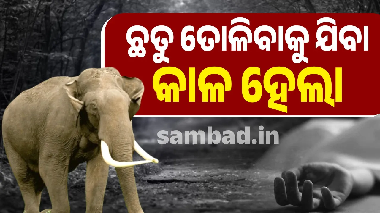  Elderly man dies in elephant attack 