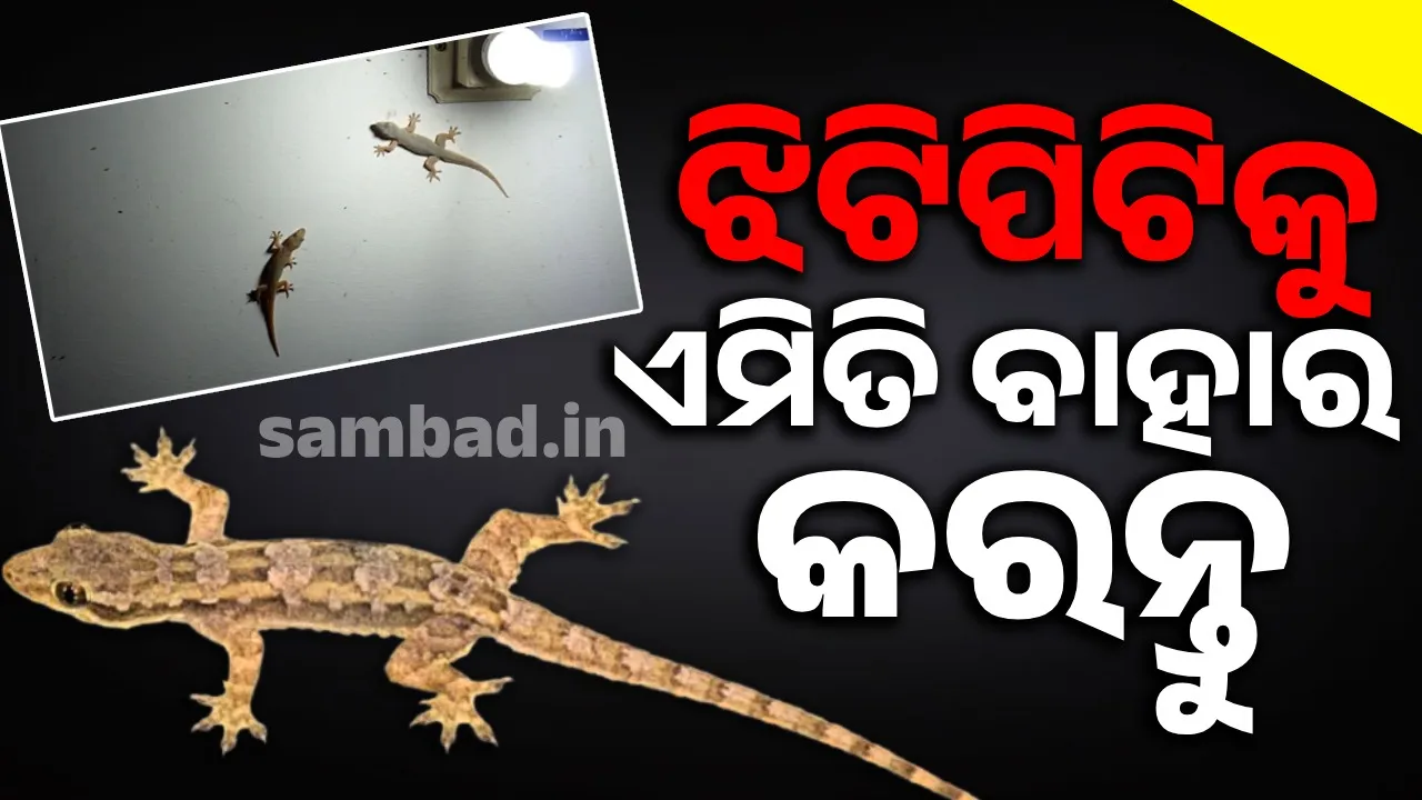  ବିନା କୌଣସି ରାସାୟନିକ ସ୍ପ୍ରେ'ରେ ଘରୁ ଝିଟିପିଟିକୁ ଏମିତି ବାହାର କରନ୍ତୁ