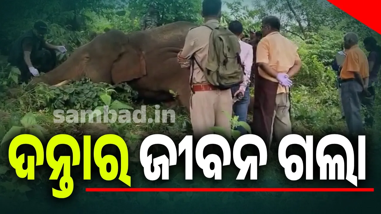  ଚିରଗୁଣିକୁଦରରେ ଦନ୍ତାହାତୀର ମୃତ୍ୟୁ, କାରଣ ଅସ୍ପଷ୍ଟ