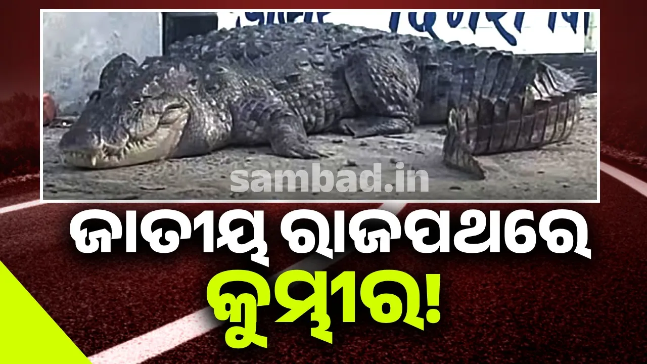  ଜାତୀୟ ରାଜପଥରେ ଘୁରି ବୁଲୁଛି ବିଶାଳ କୁମ୍ଭୀର:  ସ୍ଥାନୀୟଲୋକଙ୍କ ମନରେ ଖେଳି ଯାଇଛି କୋକୁଆଭୟ