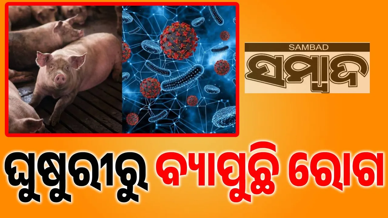  ଘୁଷୁରୀମାନଙ୍କୁ ହେଉଛି ନିଆରା ରୋଗ; ମୃତ୍ୟୁ ୧୦୦ ପ୍ରତିଶତ ପର୍ଯ୍ୟନ୍ତ ହୋଇପାରେ