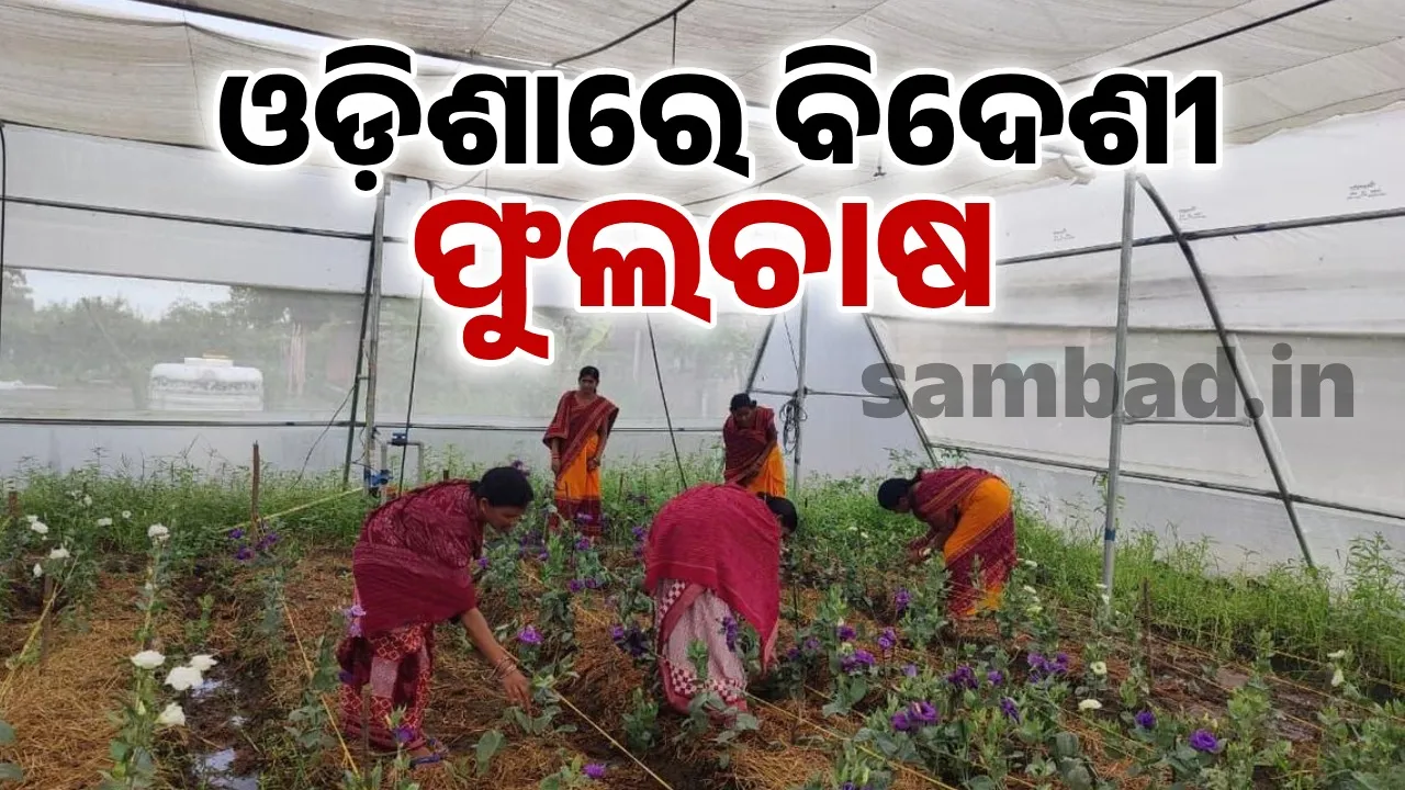  Mexican and American flowers Eustoma in Odisha: Big opportunity to increase farmers' income 