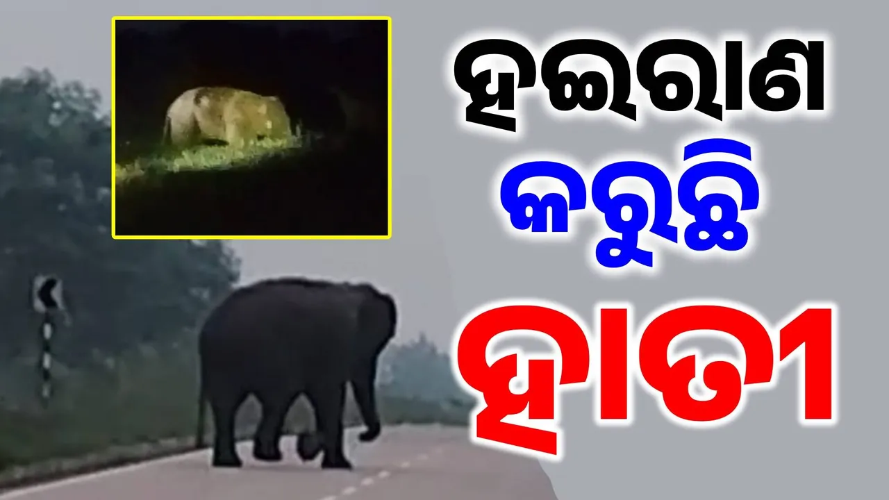  ହାତୀର ହରକତ: ରାସ୍ତା ପାର କରି ବିଲରେ ଆଡ୍ଡା ଜମାଇଲା ହାତୀ