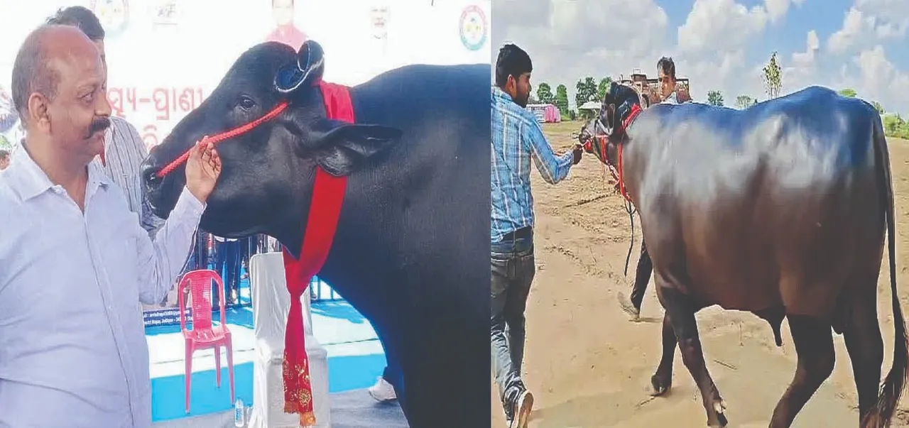  ବାପ ଭୀମ୍‌: ପୁଅ ସିଂହମ୍‌