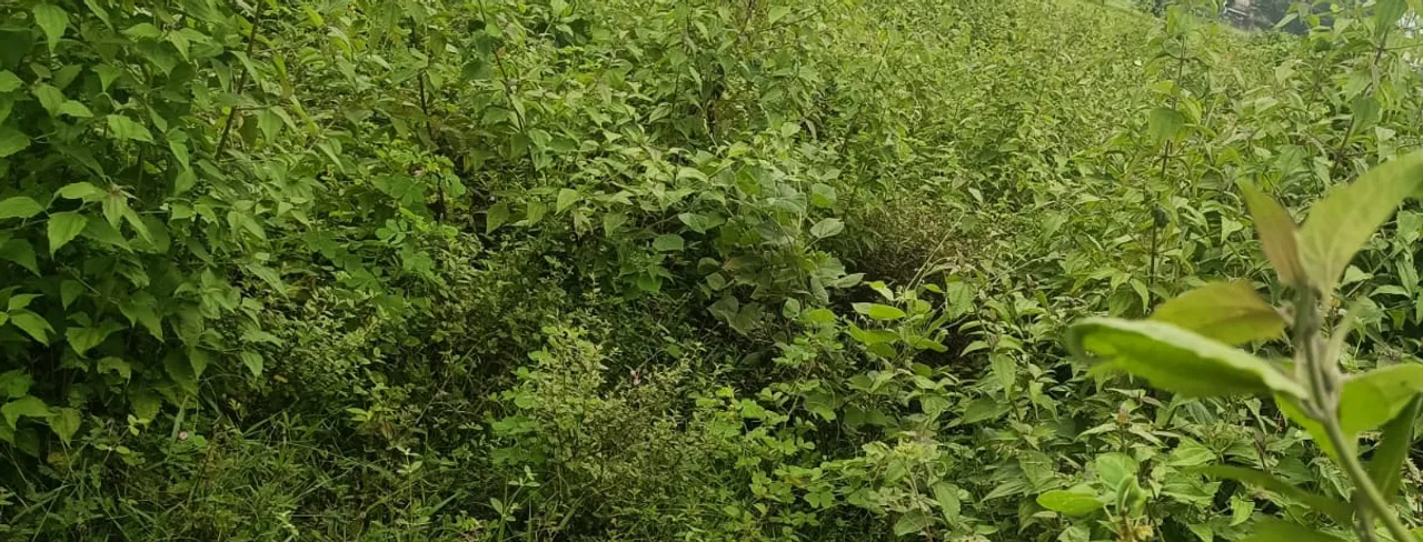  ଅଚିହ୍ନା ମହିଳାଙ୍କ ମୃତଦେହ ଉଦ୍ଧାର