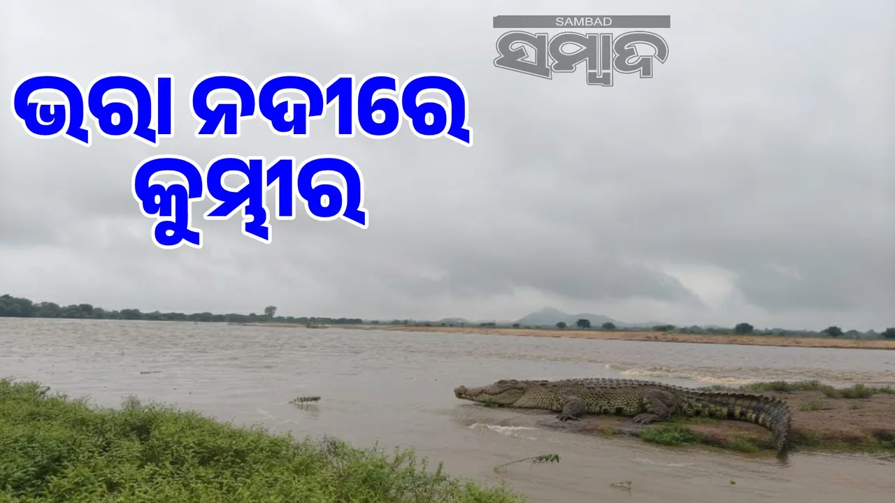  Crocodile terror in village: People informed the forest department 