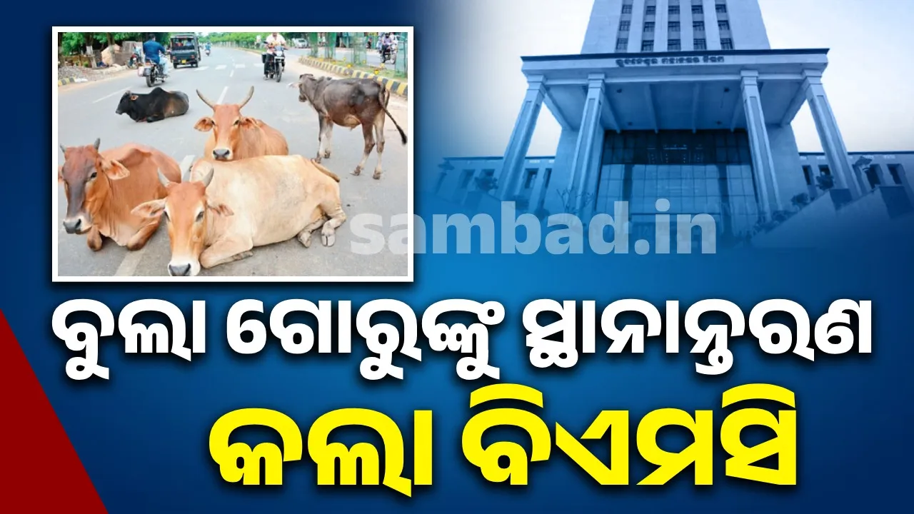  BMC diverts stray cows to prevent accidents during Durga Puja 