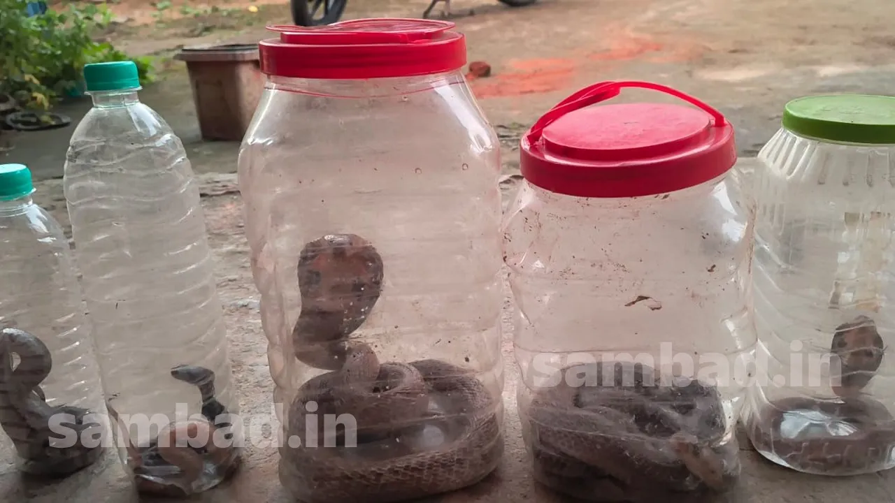 ମାଲକାନଗିରି ସହରରୁ ୯ଟି ନାଗ ସାପ ଓ ଅଜଗର ଉଦ୍ଧାର