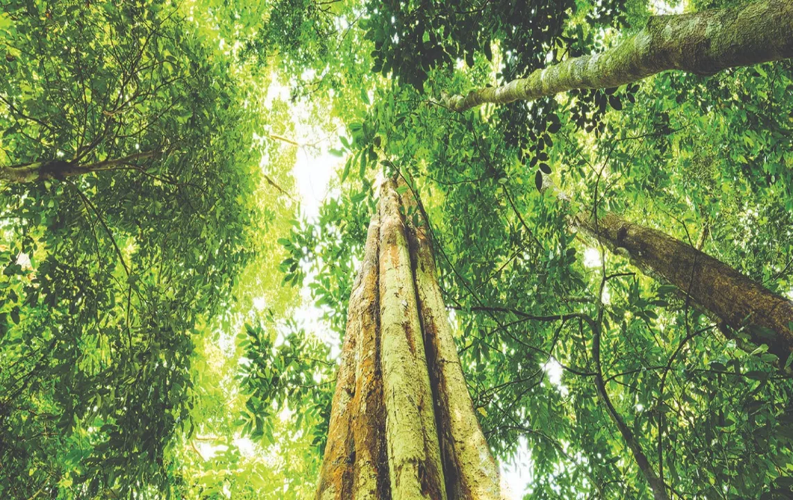  ଆମାଜନ୍‌ରେ ମୋଟା ହେଉଛନ୍ତି ଗଛ