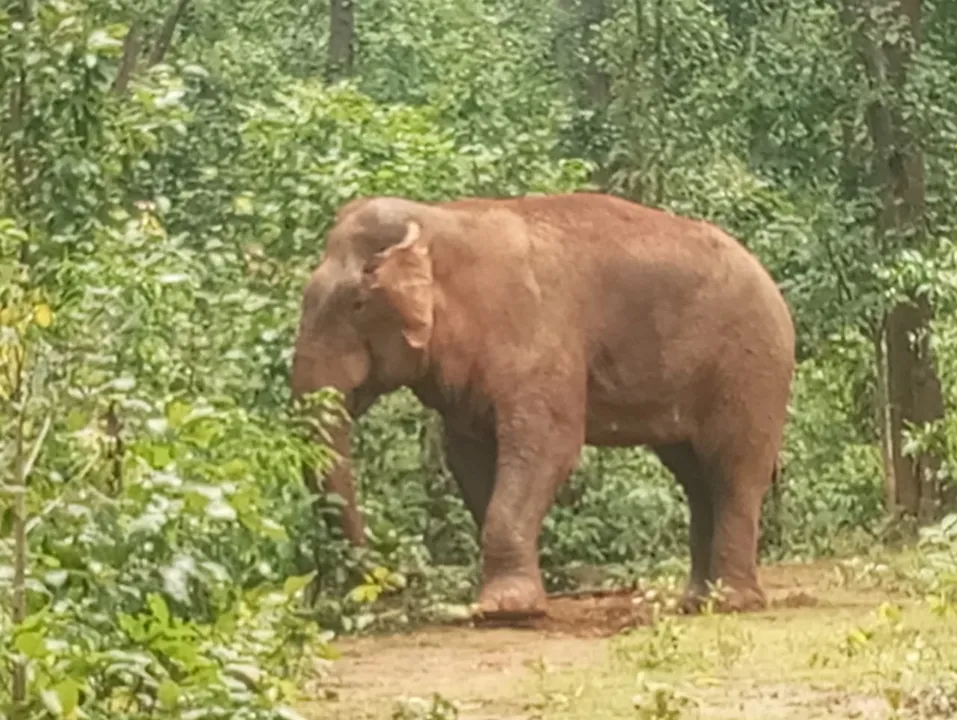  ଅସୁସ୍ଥ ମାଖନ ହାତୀର ଚିକିତ୍ସା କଲା ବନବିଭାଗ