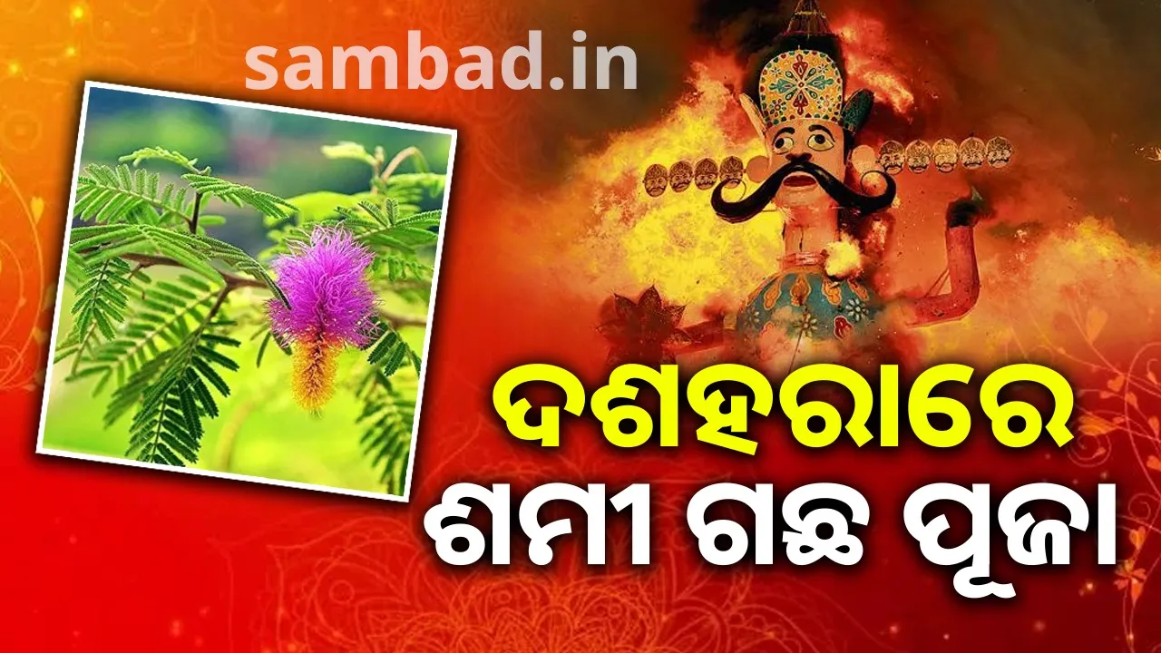  What is the significance of worshipping Shami during Dussehra, and what is the relationship of this tree with Ravana? 