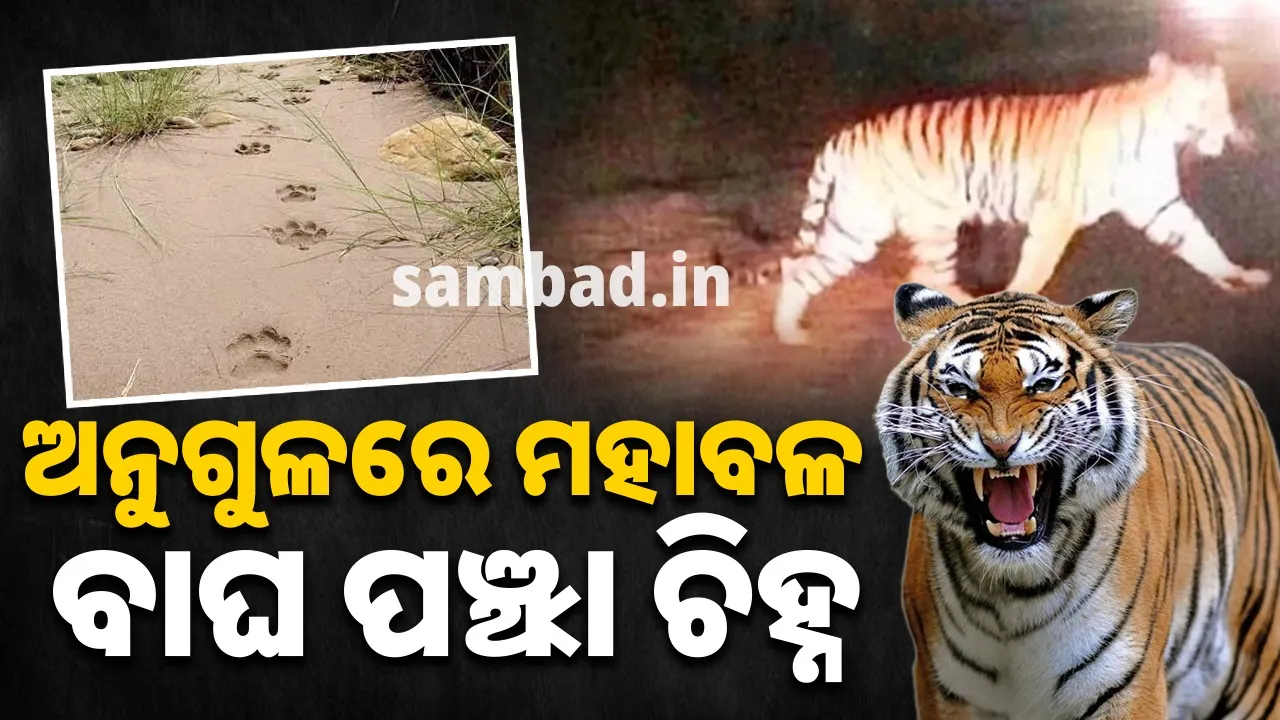  Tiger paw mark found in Angul: People are terrified 