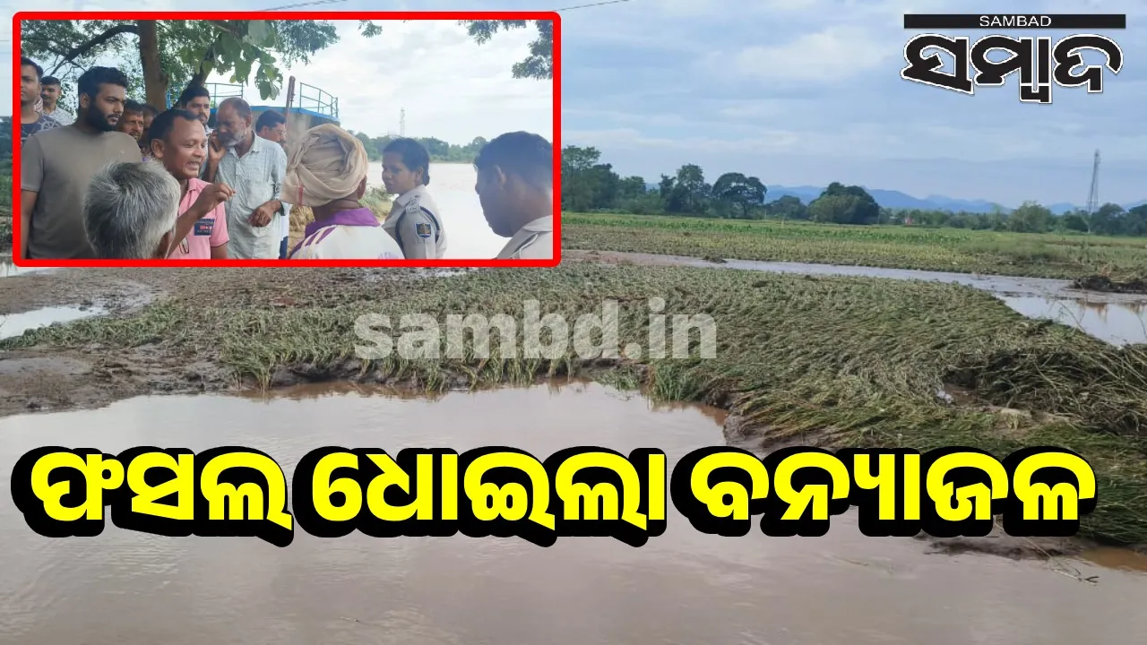  ଋଷିକୂଲ୍ୟାର ଘାଇ: ୩୦ ଏକର ଚାଷଜମିରେ ମାଡ଼ିଗଲା ବନ୍ୟାପାଣି