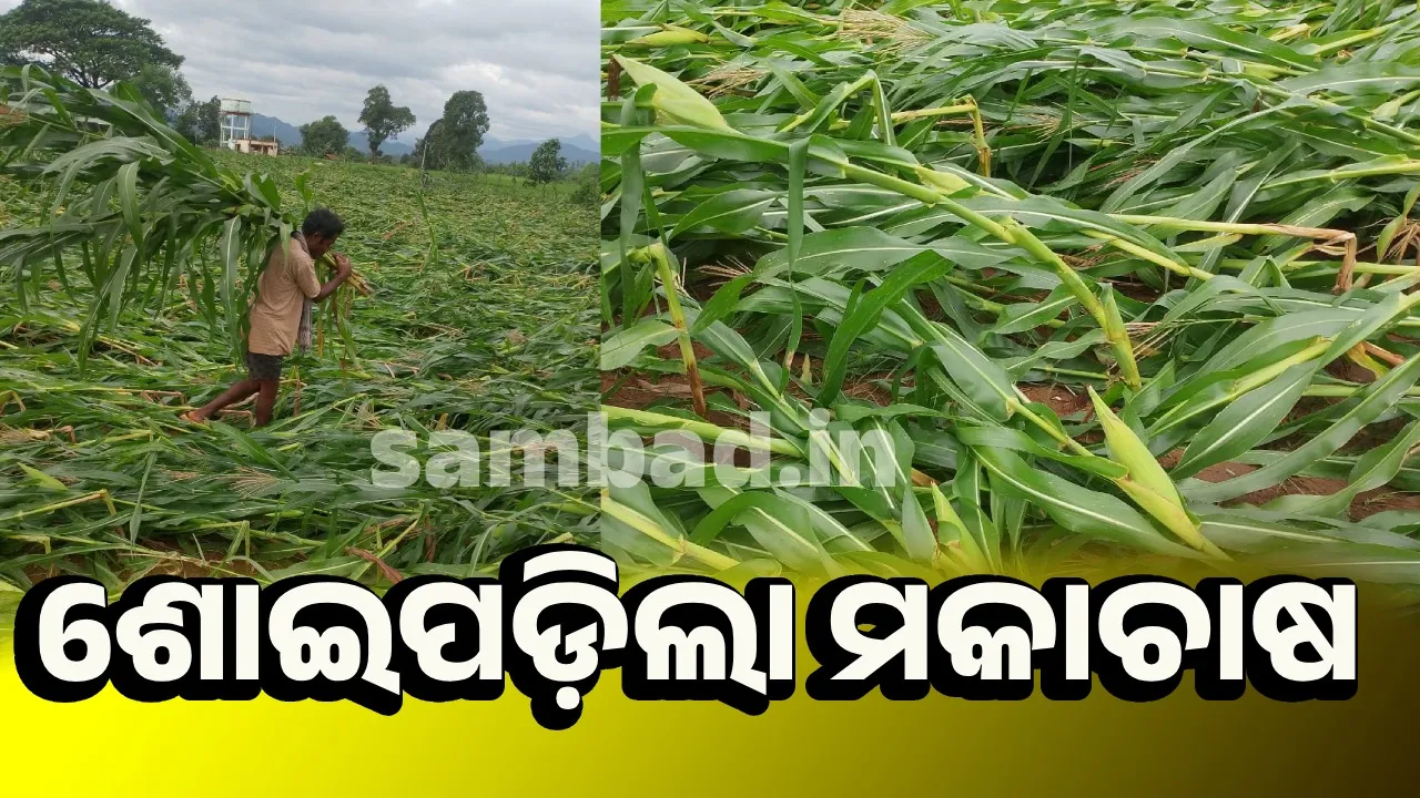  ଲଘୁଚାପ ଜନିତ ପ୍ରବଳ ବର୍ଷା-ପବନ ଯୋଗୁଁ ମକା ଫସଲ ସମ୍ପୂର୍ଣ୍ଣ ନଷ୍ଟ