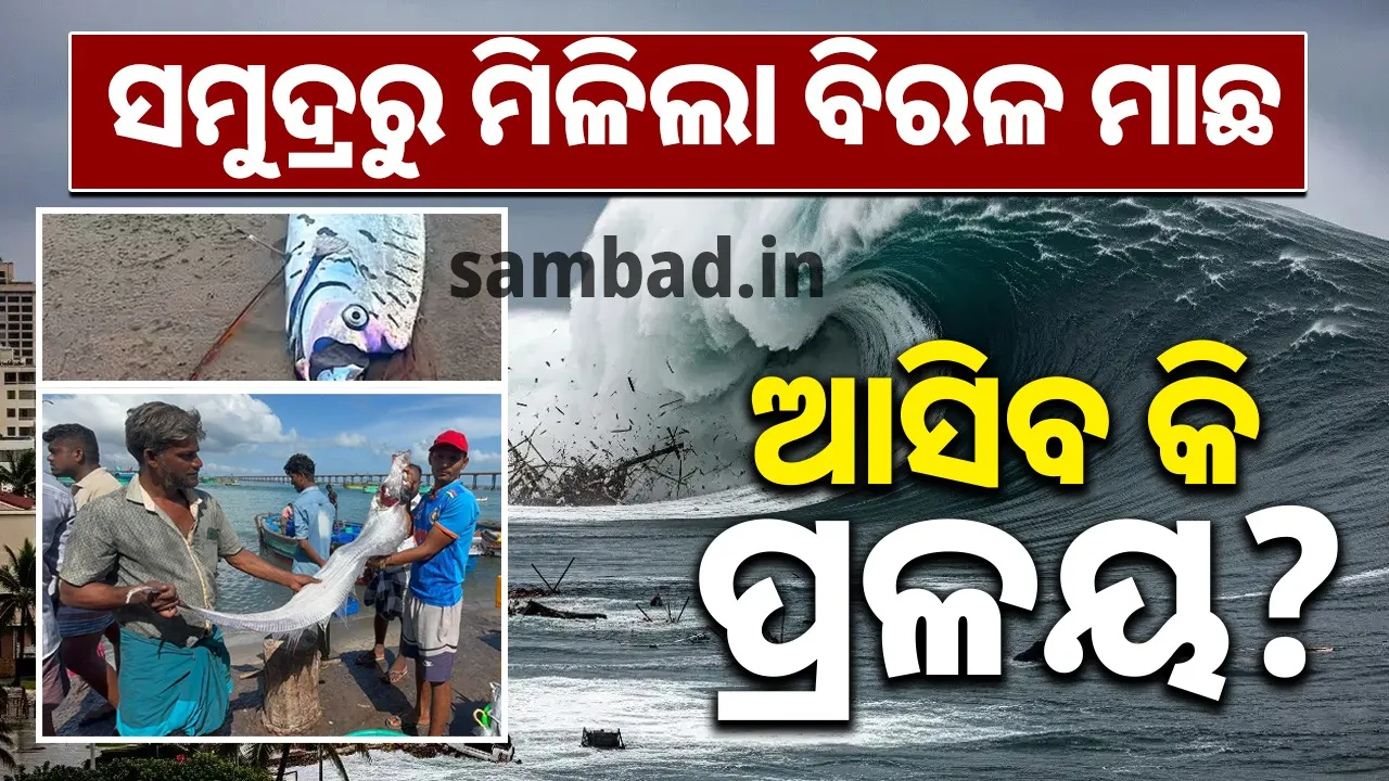  ଜାଲରେ ପଡ଼ିଲା ବିରଳ ମାଛ ପ୍ରାକୃତିକ ବିପର୍ଯ୍ୟୟର ଦେଉଛି କି ସଙ୍କେତ: ମତ୍ସ୍ୟଜୀବୀଙ୍କ ମତାମତ