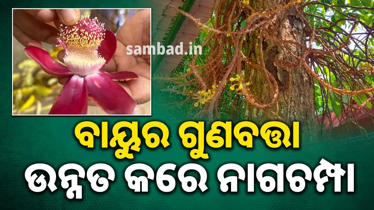  ବାୟୁର ଗୁଣବତ୍ତା ଉନ୍ନତ କରିବା ସହ ଜଳବାୟୁ ପରିବର୍ତ୍ତନକୁ ହ୍ରାସ କରେ ନାଗଚମ୍ପା