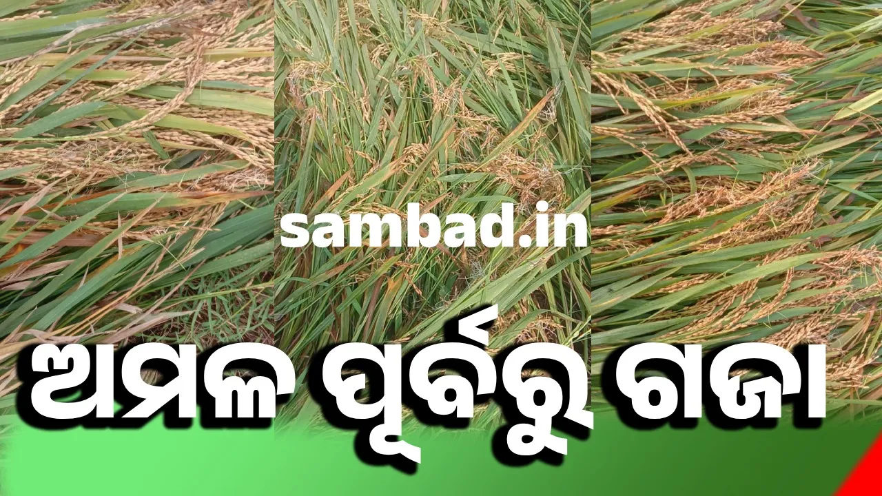 ଚାଷୀଙ୍କୁ ଦୁଃଖ ଦେଉଛି ଲଗାଣ ବର୍ଷା: ଗଜା ହେଲା ଧାନ