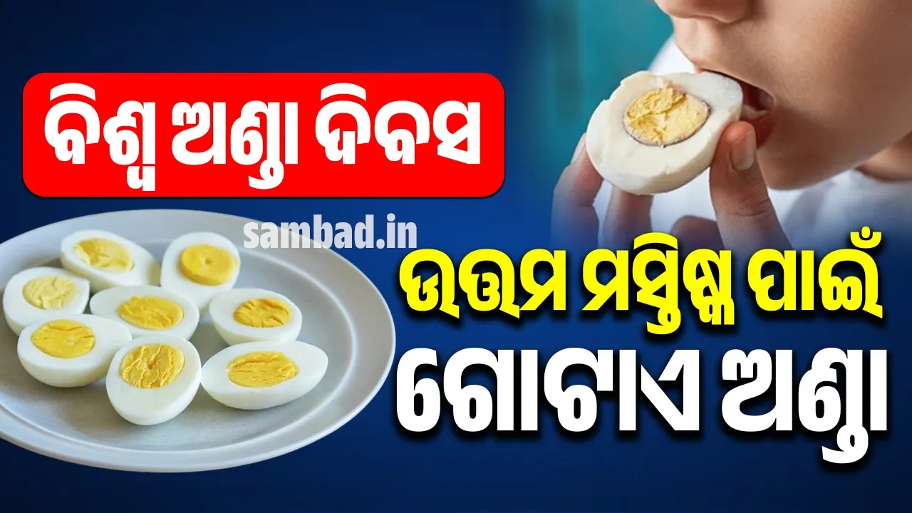  ଅଣ୍ଡାରୁ ମିଳେ ଉଚ୍ଚମାନର ପ୍ରୋଟିନ୍: ମସ୍ତିଷ୍କ ବୃଦ୍ଧି ପାଇଁ ଖୁବ୍ ଭଲ