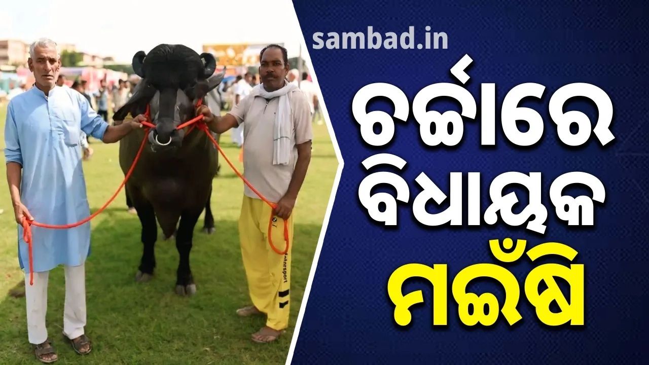  ଚର୍ଚ୍ଚାରେ"ବିଧାୟକ" ନାମ ଥିବା ମଇଁଷି