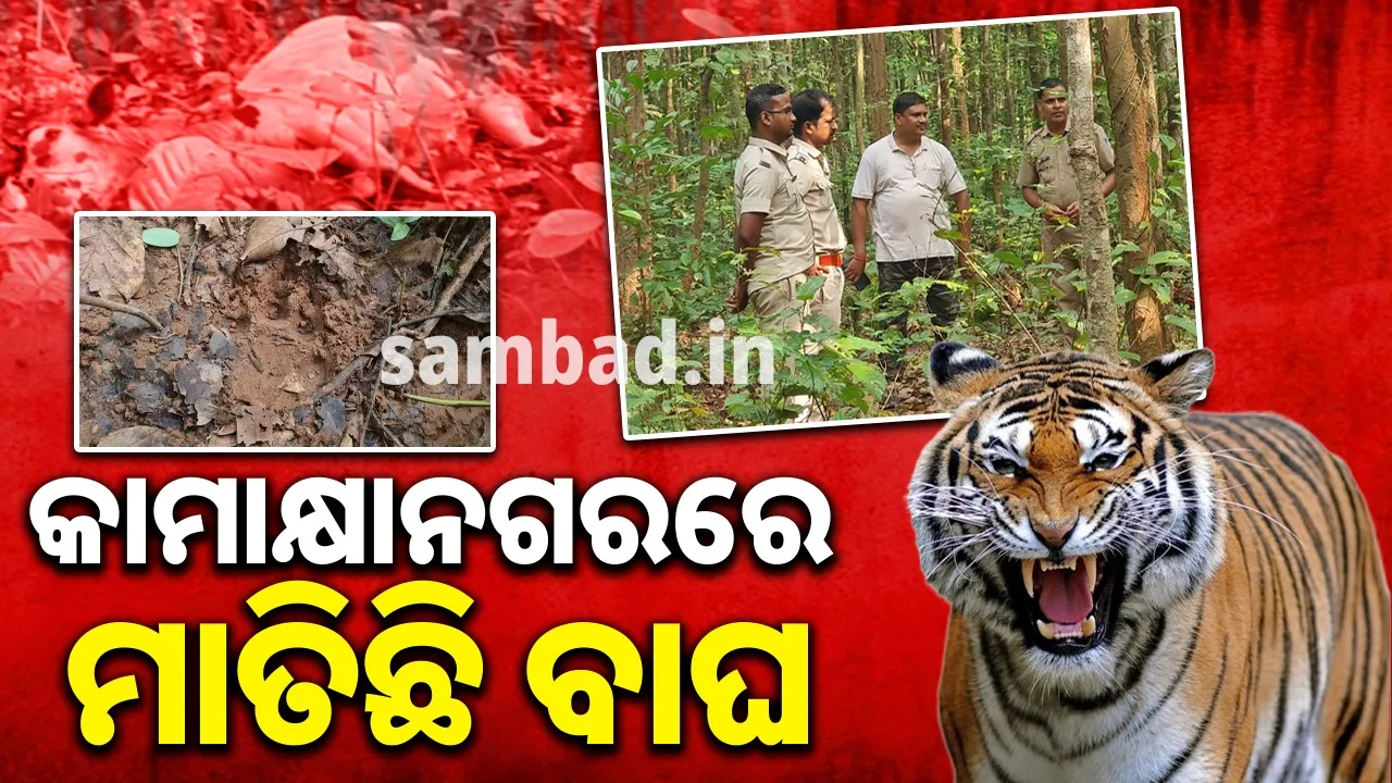  ଷଣ୍ଢକୁ ଘୋଷାଡ଼ି ମାରିଲା ବାଘ, ବାଘକୁ ଅନ୍ୟତ୍ର ସ୍ଥାନାନ୍ତର କରାଯିବାକୁ ଦାବି