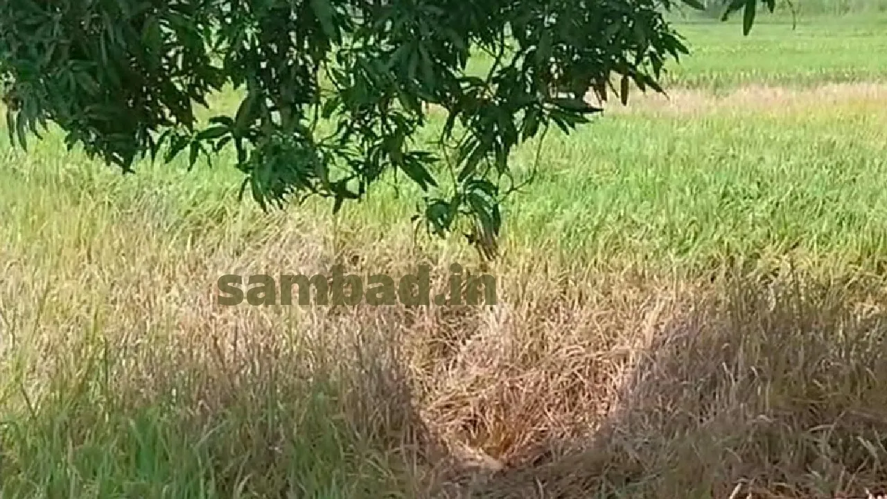  ମାଟିଆ ଗୁଣ୍ଡି ପୋକ ଲାଗି ଧାନ ଫସଲ ନଷ୍ଟ, ଚିନ୍ତାରେ ଚାଷୀ
