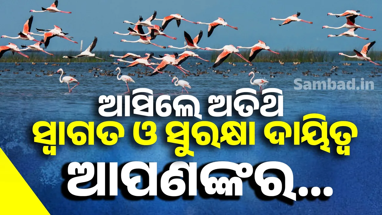  ରଙ୍ଗବେରଙ୍ଗର ବିହଙ୍ଗଙ୍କ ରାବରେ କମ୍ପୁଛି ଚିଲିକା, ପ୍ରବାସୀଙ୍କ ମନ କଥା ବୁଝିବା...