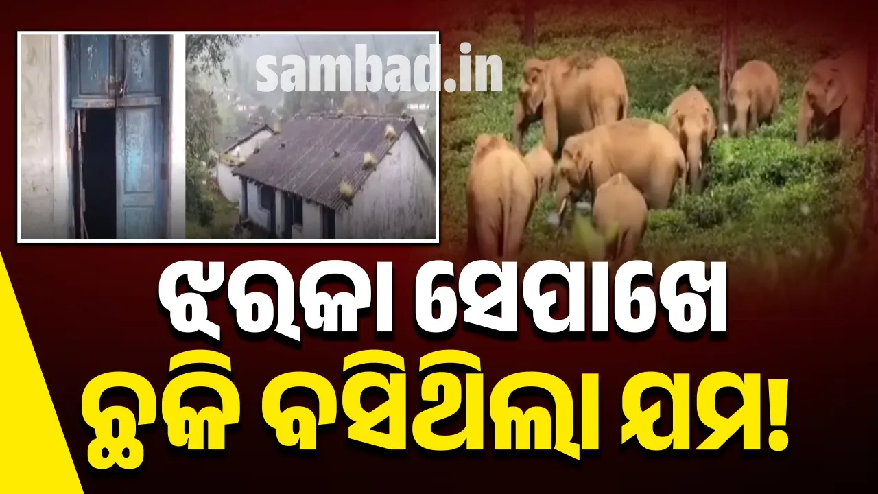  ଝରକା ସେପାଖେ ଛକି ବସିଥିଲା ଯମ: ଦ୍ବାର ଖୋଲୁଖୋଲୁ ଜଙ୍ଗଲୀହାତୀ ପାଦତଳେ ଗଲା ଜେଜେମା’ ଓ ନାତୁଣୀଙ୍କ ଜୀବନ