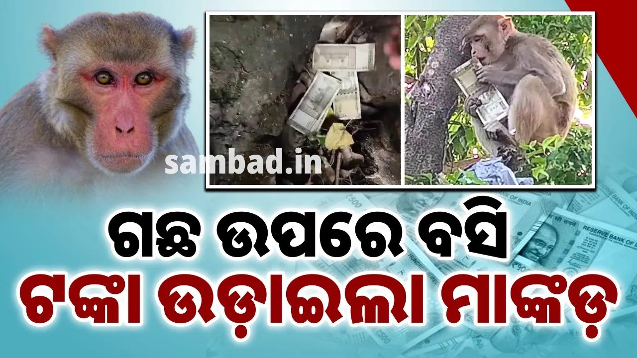  ବ୍ୟାଗ ଧରି ଗଛ ଉପରକୁ ଡିଆଁ ମାରି ବସି ପଡ଼ିଲା ମାଙ୍କଡ଼.. ଉଡ଼ାଇଲା ୫୦୦ଟଙ୍କିଆ ନୋଟ