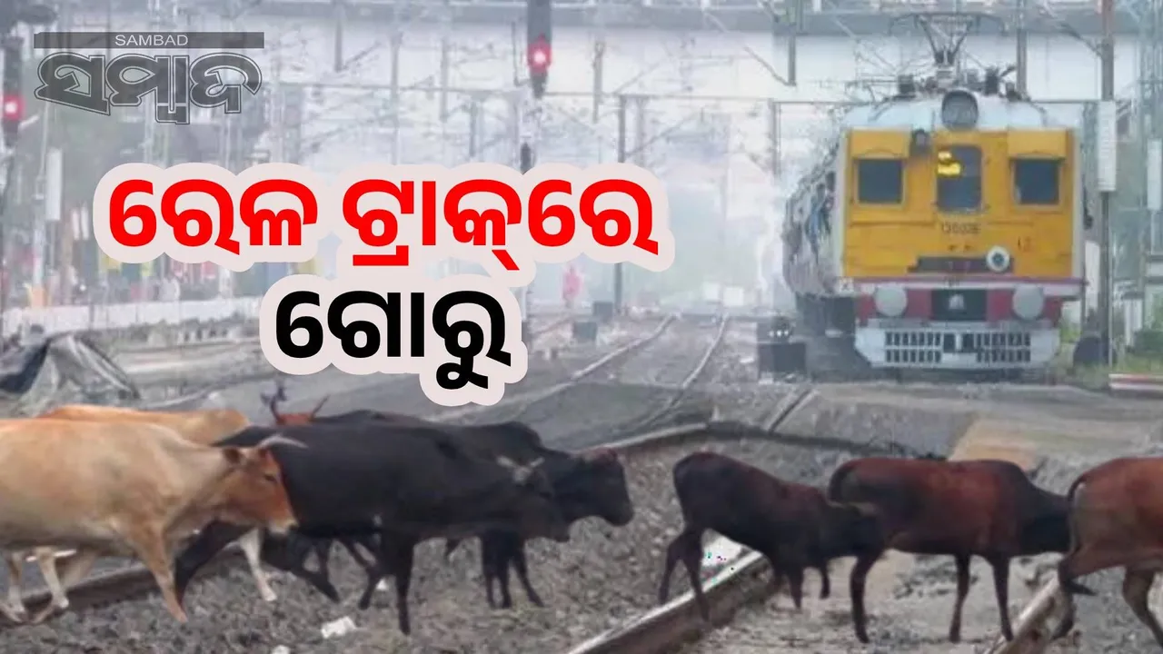  4252 cattle killed in train collisions in 2019: East Coast Railway launches awareness campaign 