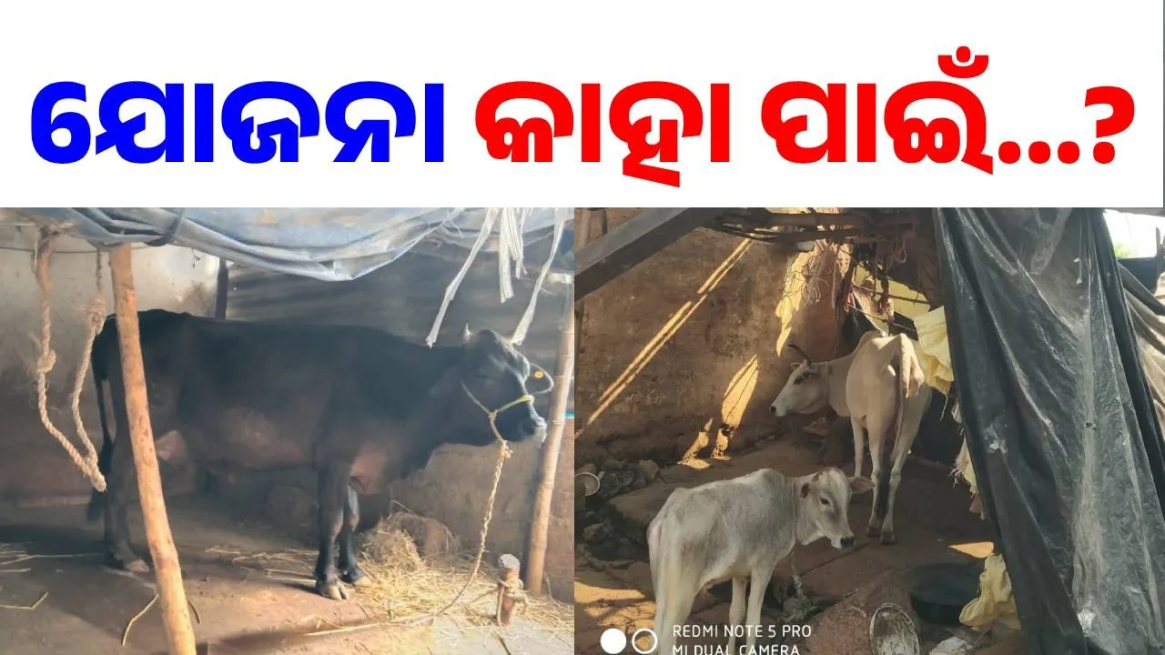  କାମଧେନୁ ହିତାଧିକାରୀଙ୍କୁ ଉପେକ୍ଷା: ସହଯୋଗ କରୁନି ସେବା ସମବାୟ ସମିତି, ଚିନ୍ତାରେ ଲୋକେ