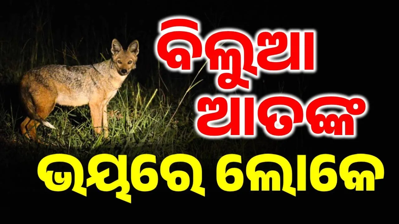  ଗାଁରେ ପଶି ୨ ଜଣ ମହିଳାଙ୍କୁ କାମୁଡ଼ିଦେଲା ବିଲୁଆ, ଖେଳିଗଲା କୋକୁଆ ଭୟ... ଘରୁ ବାହାରୁ ନାହାନ୍ତି ଲୋକେ