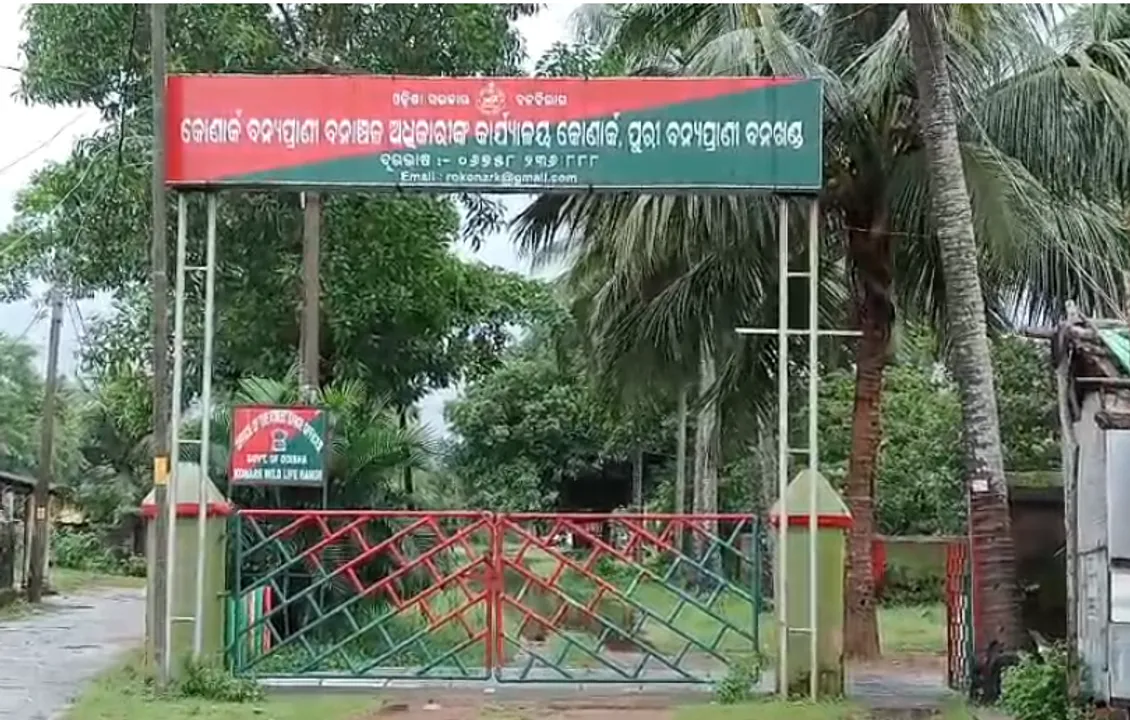  କୋଣାର୍କରେ କଲରାପତରିଆ ବାଘ! ଲୋକେ ଆତଙ୍କିତ