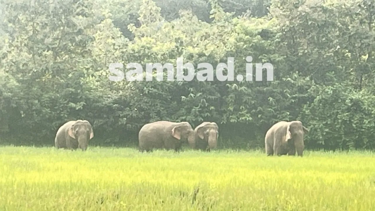  Elephants damage crop. Photograph: (sambad.in) 