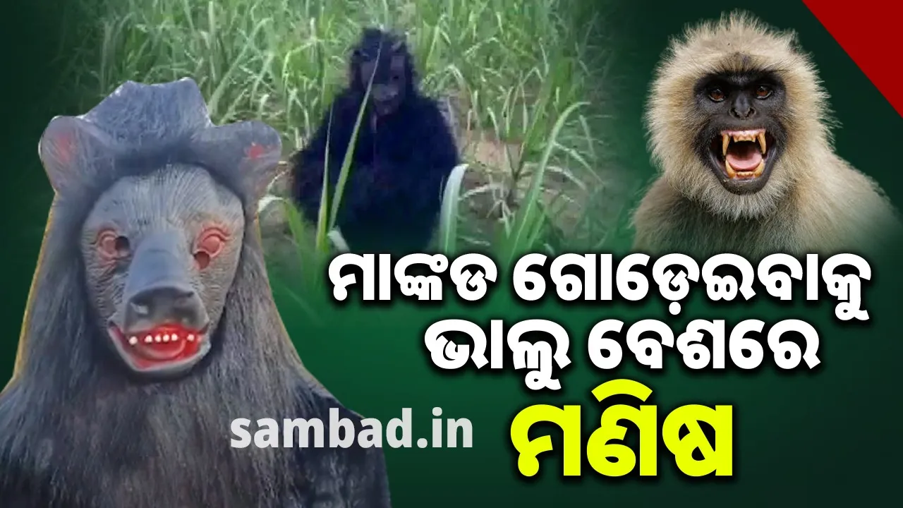  Farmers Wear Bear Dress Photograph: (sambad.in) 